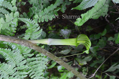 Arisaema leschenaultii